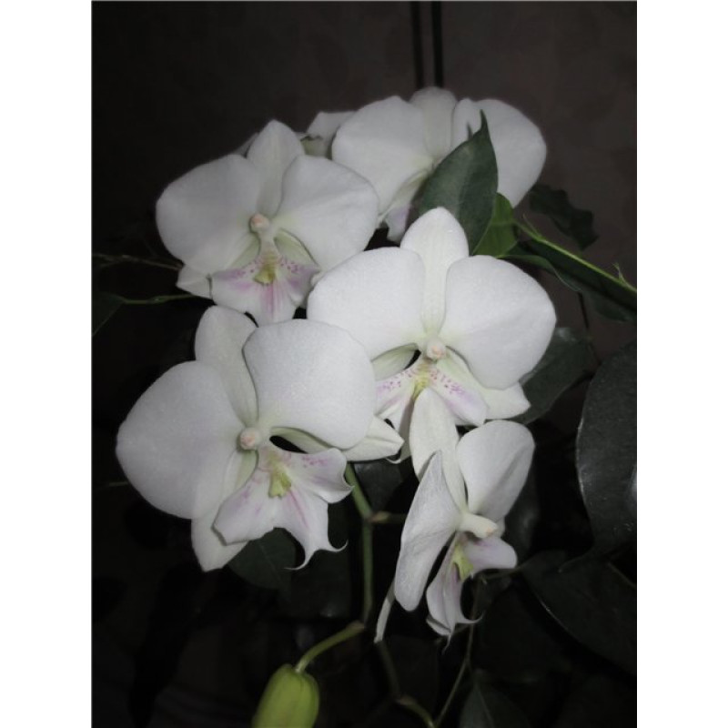 Орхiдея Phal. Leontine big lip - купити, доставка Україна